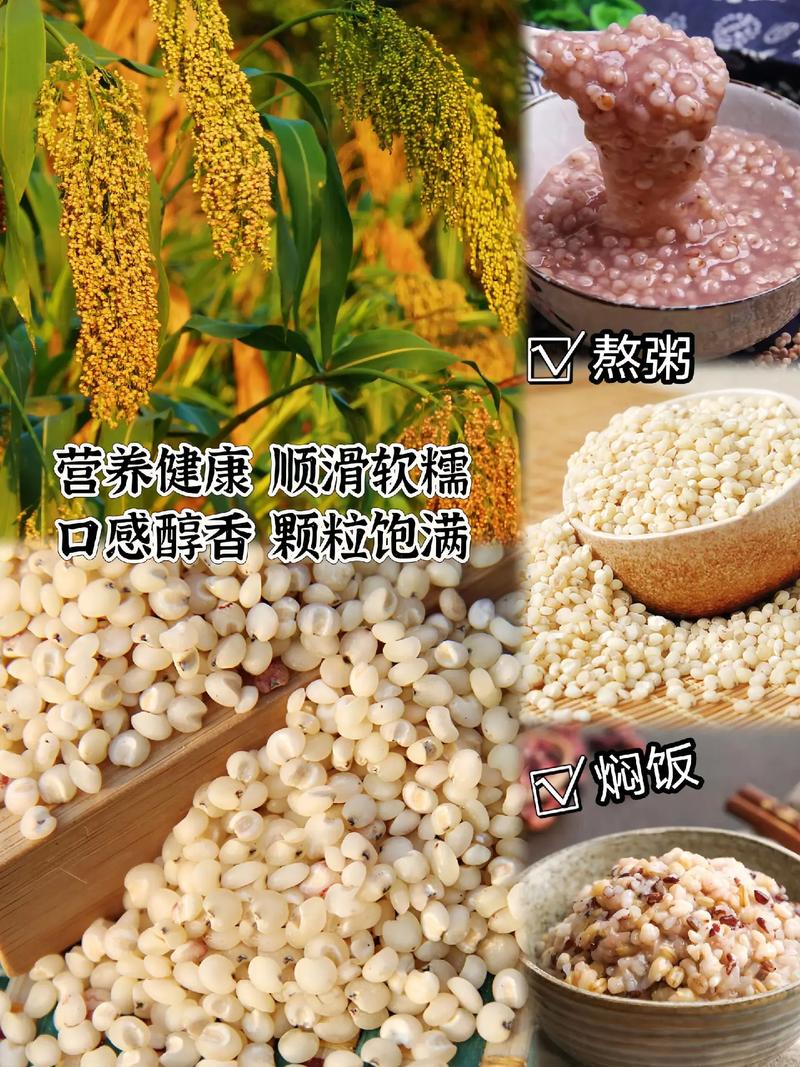 粥饭之间 细品五谷的醇香与生活的温度